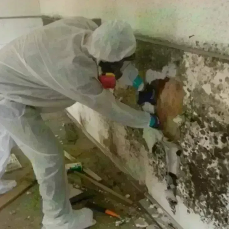 Mold Remediation and Removal in Elsa, TX